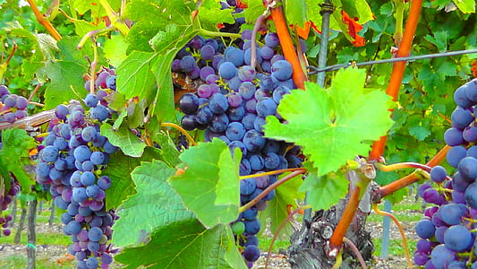 purple grapes close-up photo thumbnail