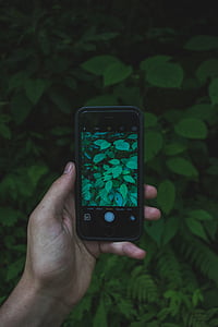 person holding black smartphone taking picture of green leaves thumbnail
