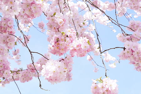 pink cherry blossoms thumbnail