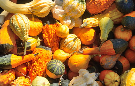 flay lay photography of gourd pumpkin lot thumbnail