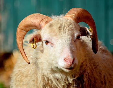 ram goat thumbnail