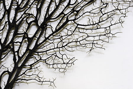 bare tree art thumbnail