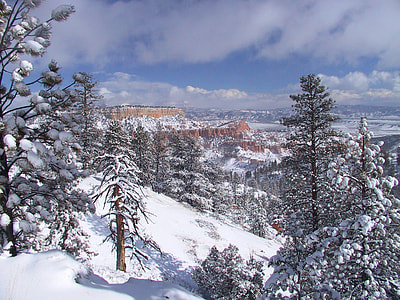 Fir Forests landscape in Bryce Canyon National Park, Utah thumbnail