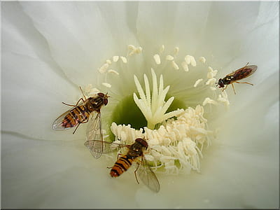 three brown bees on flower thumbnail