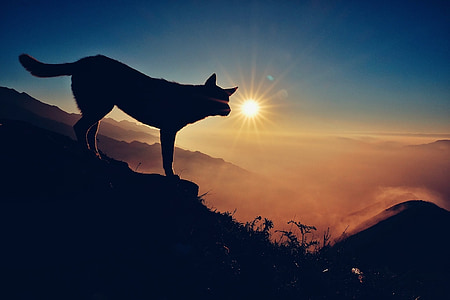 silhouette photo of dog thumbnail
