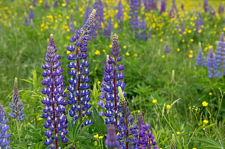 Purple and White Flower thumbnail