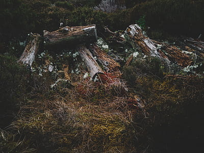 cut logs on green grass thumbnail