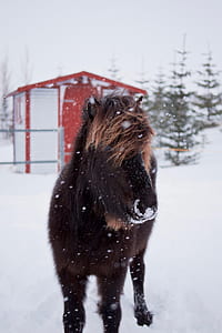 brown horse on snow field thumbnail