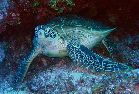 green turtle thumbnail