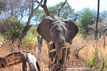 elephant cub picking tree branches thumbnail