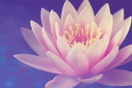 nature, petals, blur, flower thumbnail