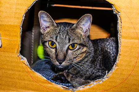 Brown Tabby Cat Inside Cardboard Box thumbnail
