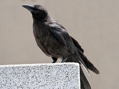 black bird thumbnail