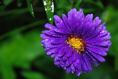 purple calendula in bloom close-up photo thumbnail