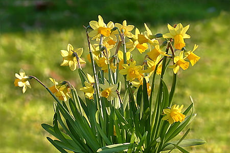 yellow petaled flowers thumbnail