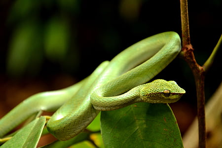 selective focus photo of green snake thumbnail