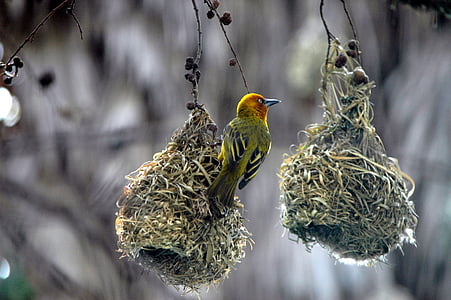selective-focus photoghraphy green and yellow bird thumbnail