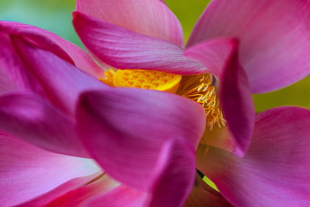 macro photography of purple lotus flower thumbnail