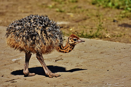 brown and black ostrich thumbnail