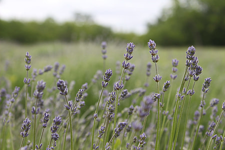 Lavender flowers thumbnail