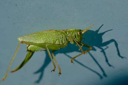 selective focus photography of grasshopper thumbnail