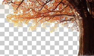 4K resolution 1080p Autumn , Winter fall tree autumn, brown leafed tree illustration PNG clipart