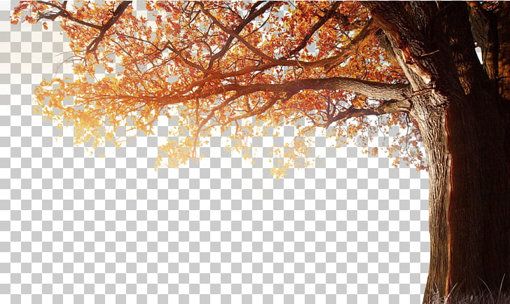 4K resolution 1080p Autumn , Winter fall tree autumn, brown leafed tree illustration PNG clipart