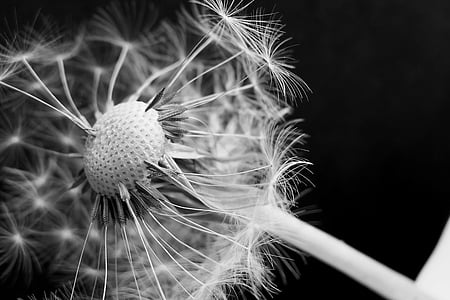 grayscale photography of white flower thumbnail
