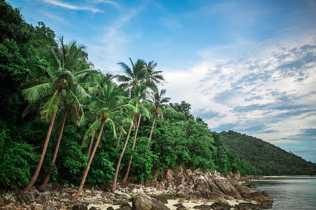 palm trees beside beach thumbnail