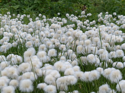 white flowers and green leafed plant thumbnail