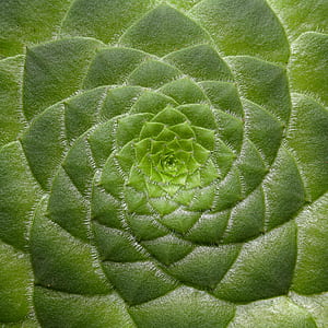 shallow focus photography of green plant thumbnail