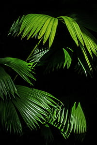 green leafed plant thumbnail
