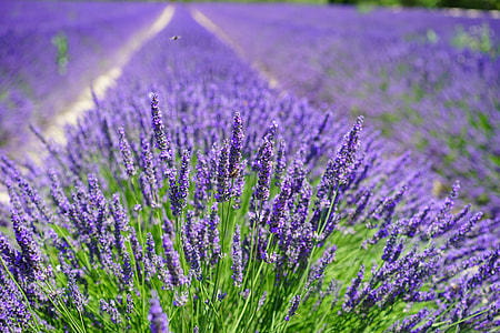 purple fields of flowers thumbnail