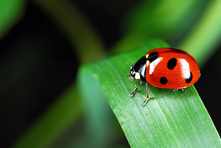 ladybug perched on green leaf selective focus photography thumbnail