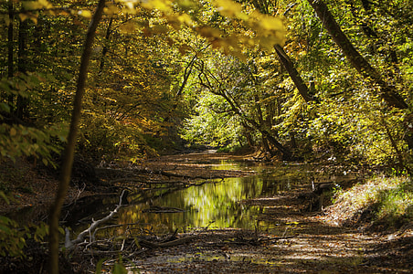 forest during daytime thumbnail
