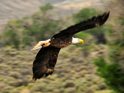 wildlife photography of flying bald eagle above the trees thumbnail