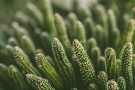 selective focus photography of green cactus thumbnail