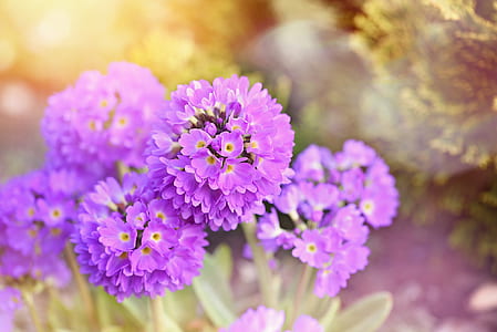 boke photography of purple and white flowers thumbnail