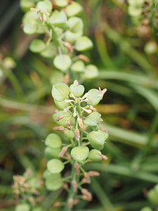 Seeds, Seed Capsules thumbnail