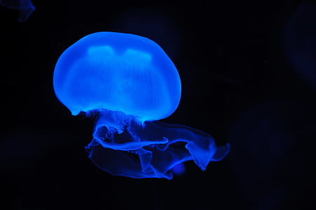 Jellyfish photo thumbnail