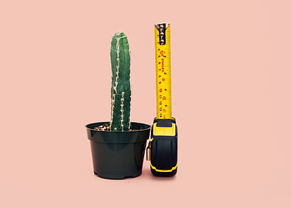 cactus plant in pot beside yellow tape measure thumbnail
