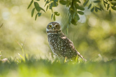 bird, animal, eyes, grass thumbnail
