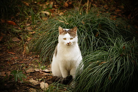 Cat Sitting Beside Green Grass thumbnail
