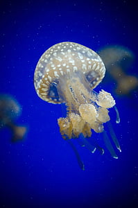 white jellyfish underwater thumbnail