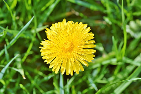 selective focus photography of yellow petaled flower thumbnail