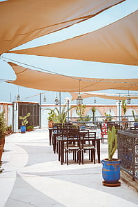 cactus near black wooden tables thumbnail