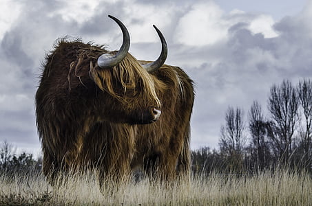 brown buffalo thumbnail