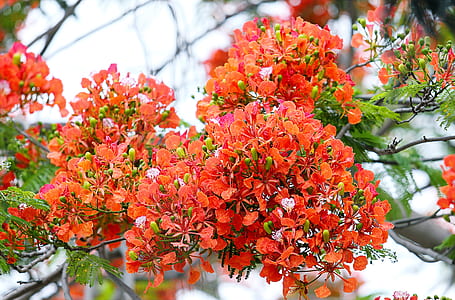 Shallow Focus Photography of Orange Flowers thumbnail