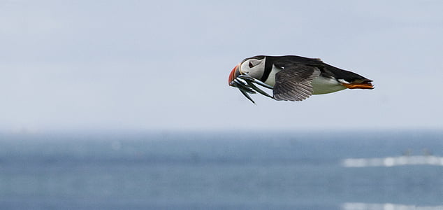 white and black bird flying above a body of water thumbnail