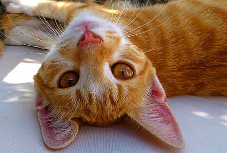 orange tabby cat resting on floor thumbnail